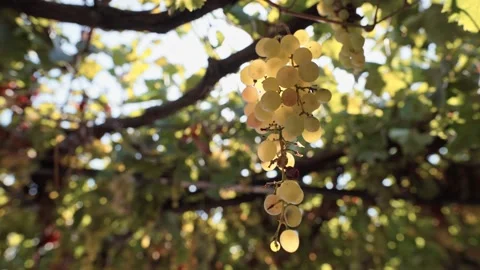 The sun shines through a bunch of grapes 動画素材 131547833