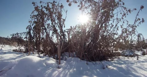 The sun shines through the bush dry grass thistles in the snow Stock Footage 46878649