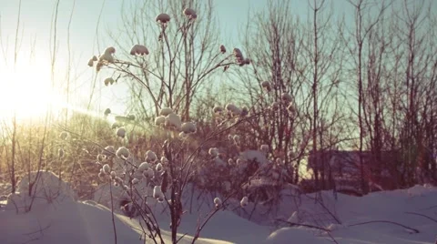 The sun shines through the bush in the snow Stock Footage 40642052