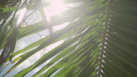 Sun shines through coconut palm tree leaves under blue sky and flare camera Stock Footage 192313853