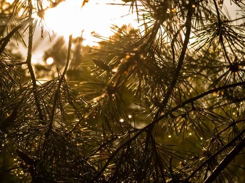The sun shines through the coniferous branches in the forest Stock Photos
