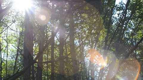 The sun shines through the conifers Stock Footage 120291455