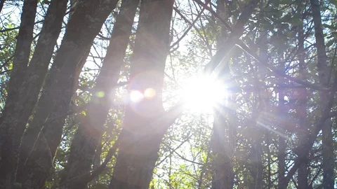 The sun shines through the conifers Stock Footage 120291578