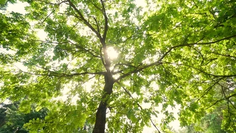 Sun shines through the crown and leaves of tree. Summer sunny day oak branches  Stock Footage 157654043