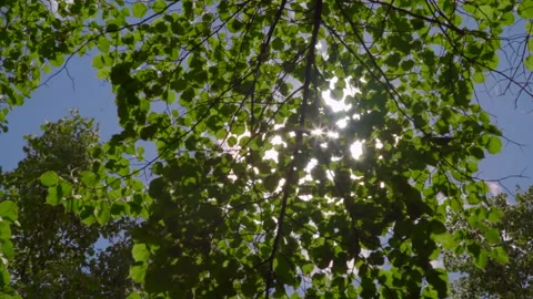 The sun shines through the crown of a tree Stock-Footage 207953142