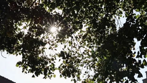 Sun shines through a dense canopy of leafs Stock Footage 167654152