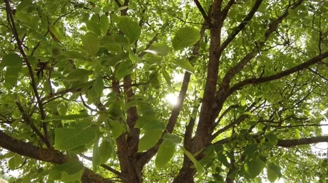 The sun shines through the dense foliage of walnut wood Stock Footage 43883550