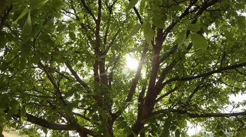 Sun shines through the dense foliage and branches of walnut wood Stock Footage 43883579