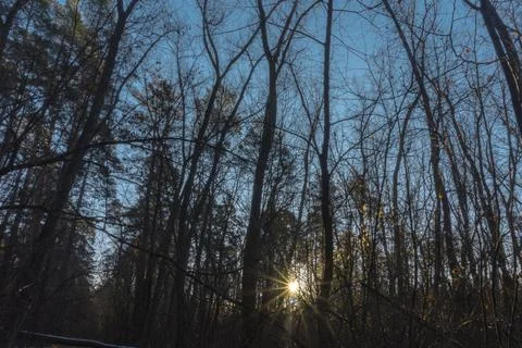 The sun shines through the dense forest Stock Photos