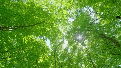 The sun shines through the dense woods and a gust of wind blew Stock Footage 314638044