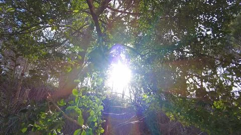 The sun shines through the different kinds of trees in the forest. Stock Photos