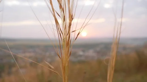Sun shines through dried spike of the plant. Видео 80946599