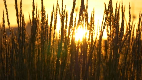 Sun shines through dry long thin sprouts. Clouse up with defocus. Stock Footage 204944281
