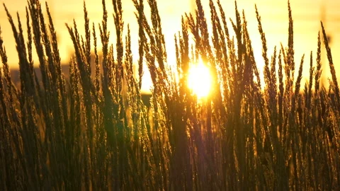 Sun shines through dry long thin sprouts. Stock Footage 204944394