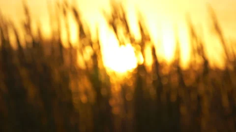 Sun shines through dry long thin sprouts. Clouse up with defocus. Stock Footage 204944437