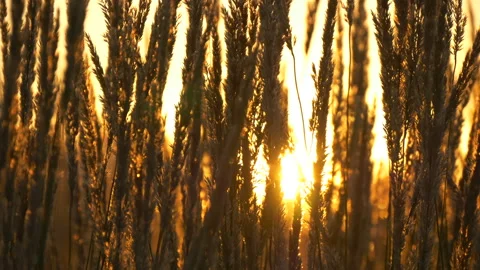 Sun shines through dry long thin sprouts. Clouse up. Stock Footage 204944525