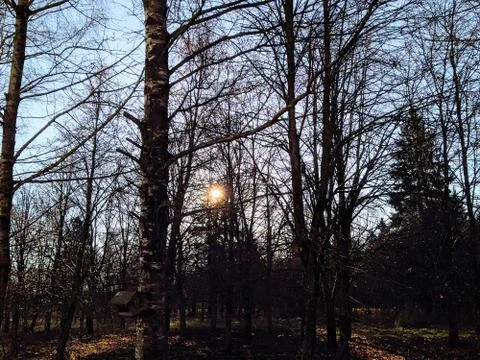 Sun shines through the dry tree branches in the autumn season Stock-Fotos