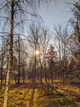 Sun shines through the dry tree branches in the autumn season Foto stock