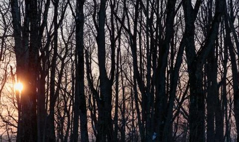 Sun shines through dry trees in the evening Stock-Fotos