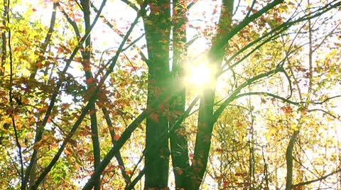 Sun shines through Fall leaves (LP-Voorhees-041) Stock-Footage 8928398