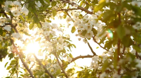 The sun shines through the flowering pear tree Stock Footage 49941410