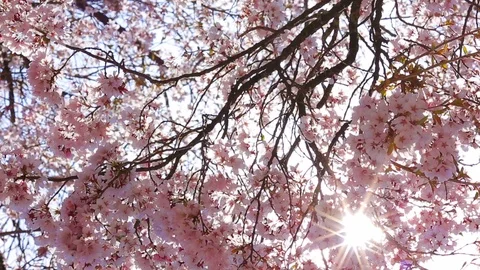 The sun shines through the flowers of cherry. Stock Footage 89024589