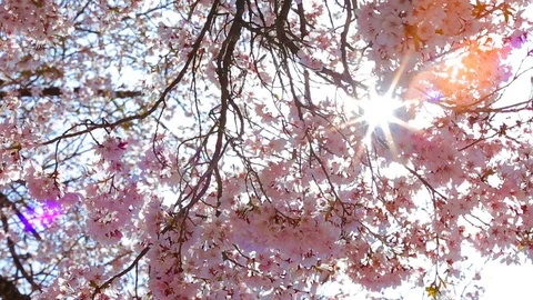 The sun shines through the flowers of cherry. Stock Footage 89024692