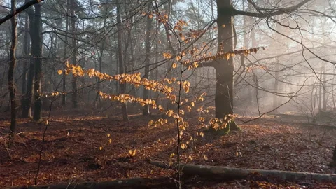The sun shines through the fog on a small beech tree with golden brown leaves. Stock Footage 219464924