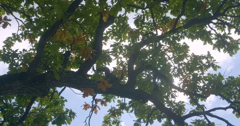 The sun shines through the foliage of the oak tree Video stock 80250285