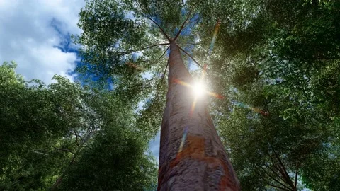 The sun shines through the forest Stock Footage 196531780