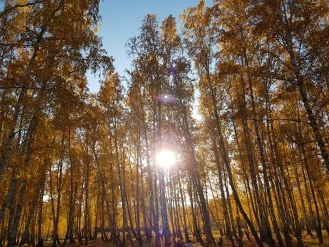 The sun shines through the forest Stock Photos