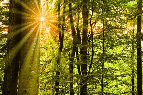 Sun shines through a forest Stock Photos