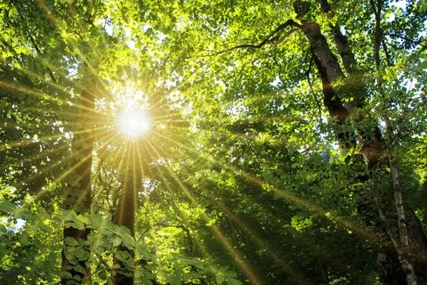 Sun shines through a forest Stock Photos