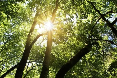 Sun shines through a forest Stock Photos