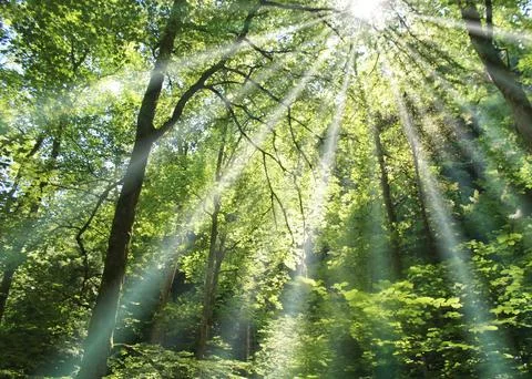 Sun shines through a forest Stock Photos