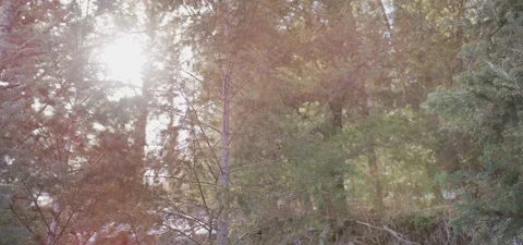 Sun shines through Forest Trees Stock Footage 87266224