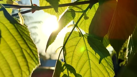 The sun shines through fresh bright green leaves on a spring sunny morning. Stock Footage 196810591
