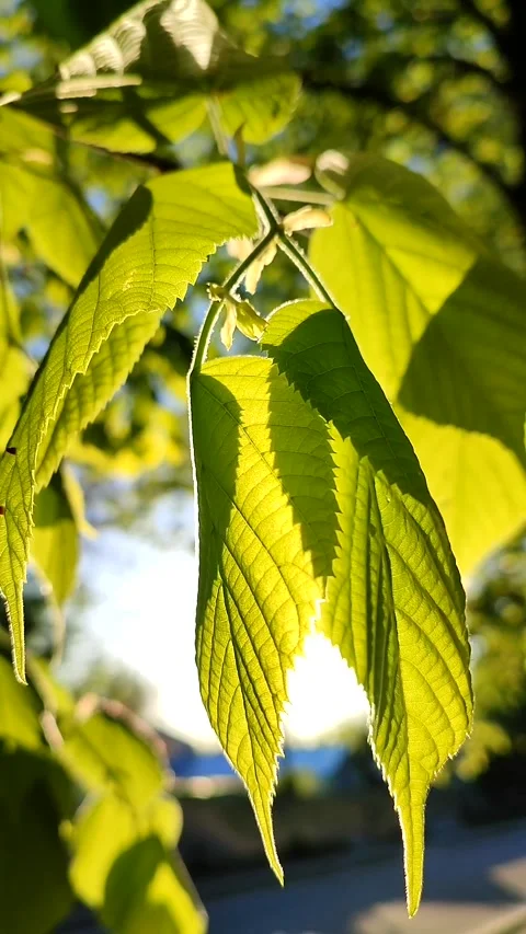 The sun shines through fresh bright green leaves on tree a spring sunny morning. Stock Footage 196811941