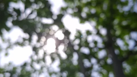 Sun shines through the gap among leaves on trees Stock Footage 291031914