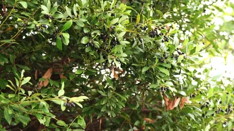 Sun shines through the green branches of an olive tree swaying in the wind Stock Footage 288021012