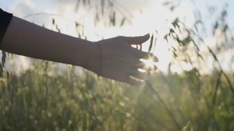 Sun shines through green crops as a woman's hand touches them Stock Footage 107277798