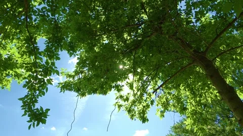The sun shines through the green foliage of the tree Stock Footage 154649170