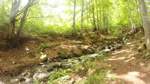 Sun Shines Through Green Freshness Foliage on Mountainous River Stock Footage 66558532