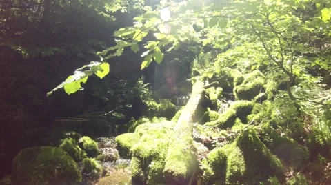 Sun Shines Through Green Freshness Foliage Near Mountainous Stream Stock Footage 66563260