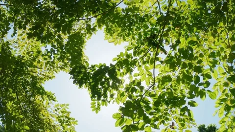 Sun shines through green leaves, Nature background. Stock Footage 79892425
