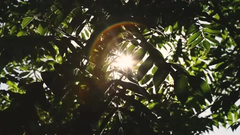 The sun shines through the green leaves of the tree, swaying in the wind.. Stock Footage 169767007