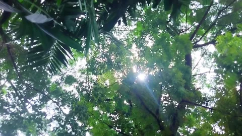 The sun shines through the green leaves Stock Footage 221165677