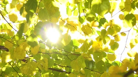 Sun shines through a green tree crown Stock Footage 109482619