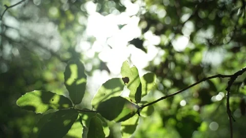 Sun shines through the green tree leaves and branches in a forest or park Stock Footage 154214078