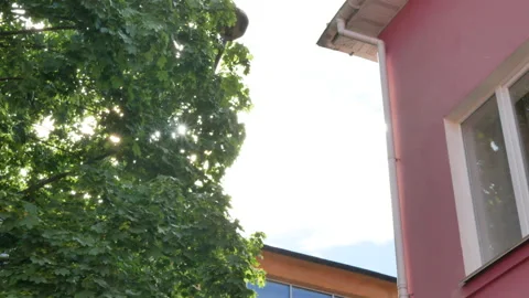 Sun shines through green tree crown near pink and orange buildings in Kyiv Stock Footage 171587344